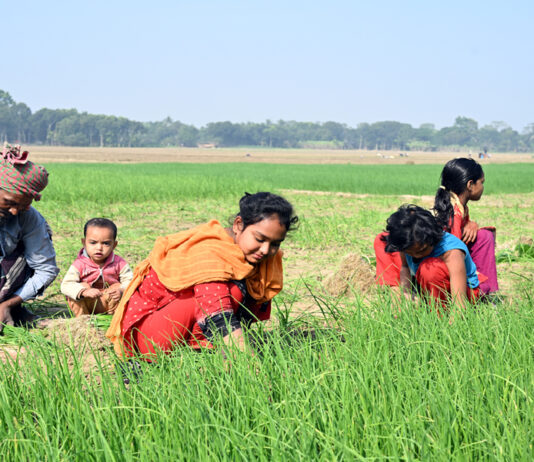 চারা তুলাই ব্যস্ত শিশুরা