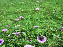 কলমি তলার ফুল