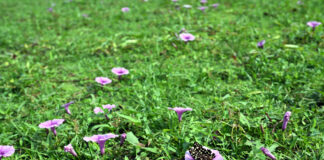 কলমি তলার ফুল