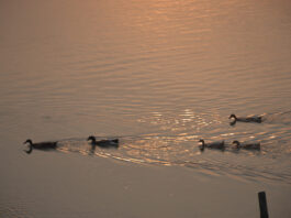 আলোর ঝলক