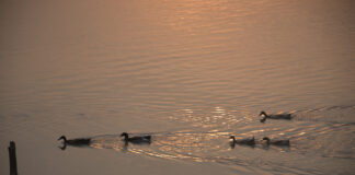 আলোর ঝলক
