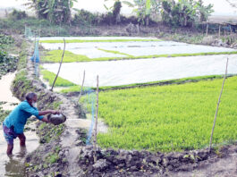 বীজতলায় পচন রোধে