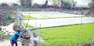 বীজতলায় পচন রোধে