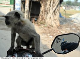 হুমকীর মুখে হনুমান সাবকটি