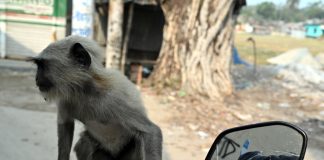 হুমকীর মুখে হনুমান সাবকটি