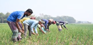 ফসলের পরিচর্যা