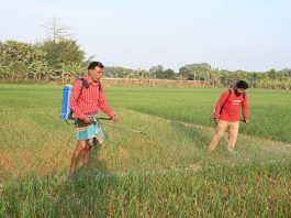 পেঁয়াজের পচন ঠেকাতে