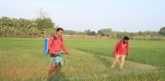 পেঁয়াজের পচন ঠেকাতে