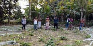 কুমারখালীতে কৃষকের ফসল ও গাছ কেটে দিয়েছে দুর্বৃত্তরা