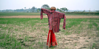 কাকতাড়ুয়া