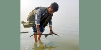 খোকসার পার্ক থেকে উদ্ধার করা ঘড়িয়াল পদ্মায় অবমুক্ত