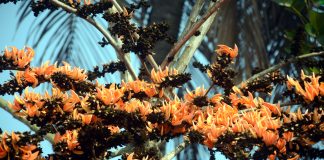 শৈশব ও পলাশ