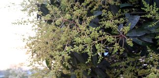 আম্রমুকুল