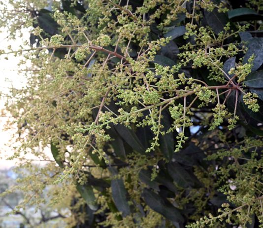 আম্রমুকুল