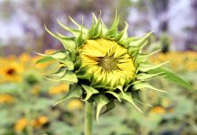 সূর্যমূখি