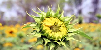 সূর্যমূখি