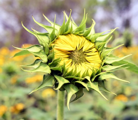 সূর্যমূখি