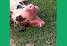 খোকসায় দুই মাথা ওয়ালা গরুর বাছুর