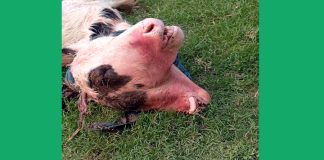 খোকসায় দুই মাথা ওয়ালা গরুর বাছুর