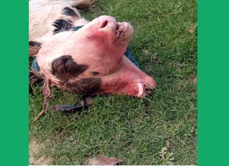 খোকসায় দুই মাথা ওয়ালা গরুর বাছুর