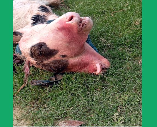 খোকসায় দুই মাথা ওয়ালা গরুর বাছুর