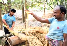 সরিষার বাম্পার ফলন