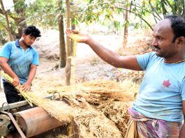 সরিষার বাম্পার ফলন