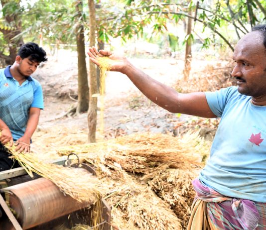 সরিষার বাম্পার ফলন