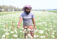 ফসলের উপকারী পতঙ্গের অভাব: কৃত্রিম পরাগায়নের পদ্ধতির পথে হাটছে কৃষক