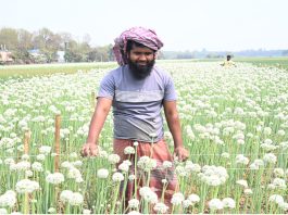 ফসলের উপকারী পতঙ্গের অভাব: কৃত্রিম পরাগায়নের পদ্ধতির পথে হাটছে কৃষক