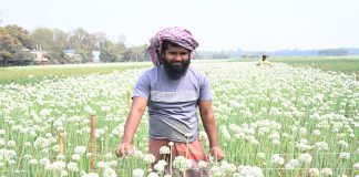 ফসলের উপকারী পতঙ্গের অভাব: কৃত্রিম পরাগায়নের পদ্ধতির পথে হাটছে কৃষক