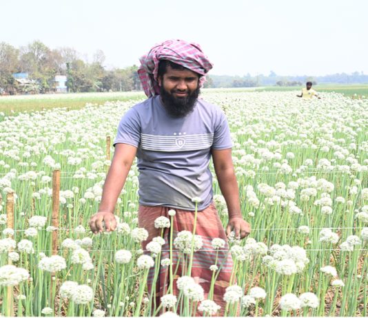 ফসলের উপকারী পতঙ্গের অভাব: কৃত্রিম পরাগায়নের পদ্ধতির পথে হাটছে কৃষক