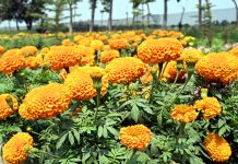 উপমায় ফুল