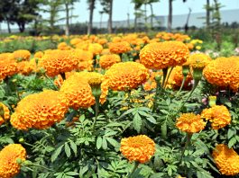 উপমায় ফুল