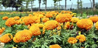 উপমায় ফুল