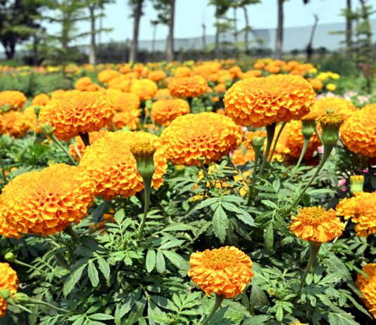 উপমায় ফুল