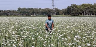 কুমারখালীতে ২২০ বিঘা জমিতে পেঁয়াজ বীজ চাষ হয়েছে