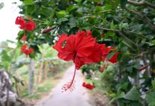 রক্ত জবা