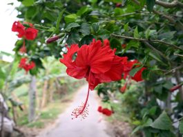 রক্ত জবা