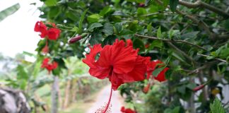 রক্ত জবা