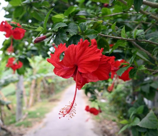 রক্ত জবা