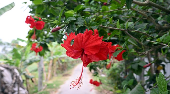 রক্ত জবা