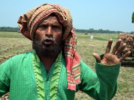 ষাঁড় বিক্রির টাকায় পেঁয়াজ চাষ করে বাছুরও কিনতে পারবে না আবু জাফর