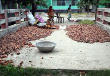 পেঁয়াজ ফেলে দিচ্ছেন চাষীরা