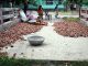 পেঁয়াজ ফেলে দিচ্ছেন চাষীরা